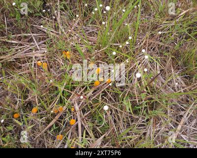 Orangenmilchkraut (Polygala lutea) Plantae Stockfoto