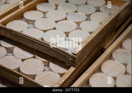 Rocamadour oder zarte Weichziege AOC-Käse mit weicher Rinde, hergestellt auf dem Bauernhof in Perigord und Quercy auf dem Bauernmarkt, Departement Partie in Frankreich Stockfoto