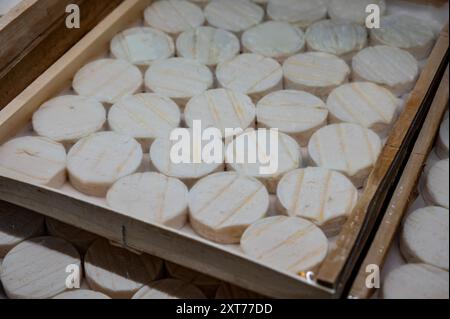 Rocamadour oder zarte Weichziege AOC-Käse mit weicher Rinde, hergestellt auf dem Bauernhof in Perigord und Quercy auf dem Bauernmarkt, Departement Partie in Frankreich Stockfoto