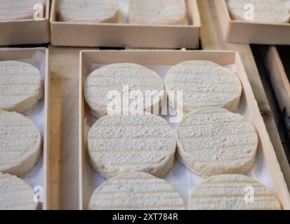 Rocamadour oder zarte Weichziege AOC-Käse mit weicher Rinde, hergestellt auf dem Bauernhof in Perigord und Quercy auf dem Bauernmarkt, Departement Partie in Frankreich Stockfoto