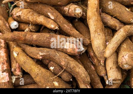 Maniok auf dem kolumbianischen Bauernmarkt - Manihot esculenta Stockfoto