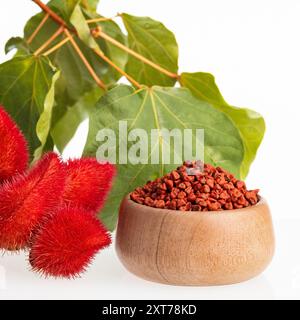 Annatto-Pflanze - Bio-Bixa-Orellana-Samen. Weißer Hintergrund Stockfoto