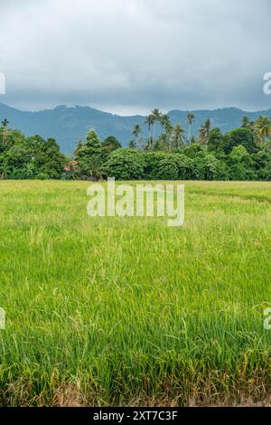 Ein Blick auf die tropische Landschaft mit Blick auf Reisfelder in Balik Pulau, Penang, Malaysia. Stockfoto