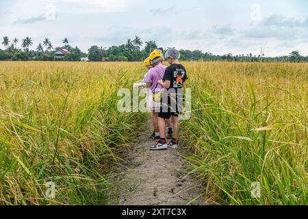 Ein paar Kinder standen zwischen Reisfeldern bei Balik Pulau in Penang, Malysien. Stockfoto