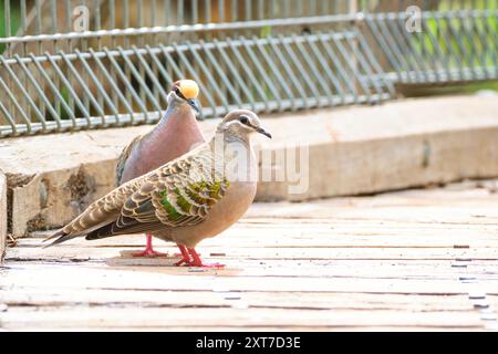 Ein Paar männlicher und weiblicher Bronzewing-Tauben, Phaps chalcoptera, die sich im Balzverhalten in Margaret River, Western Australia, engagieren. Stockfoto