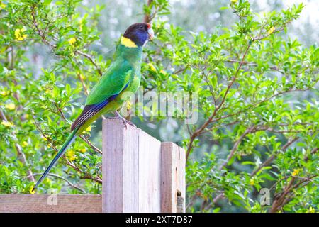 Ein Twenty Eight Paprot, Barnardius zonarius semitorquatus, eine Unterart des australischen Ringneck Paprot, Margaret River, Western Australia. Stockfoto