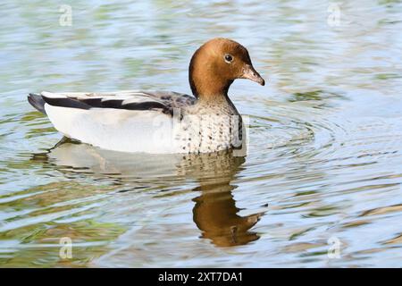 Eine männliche australische Holzente, Chenonetta jubata, auch bekannt als eine Mähne Ente oder Mähne Goose, auf dem Wasser des Margaret River in Western Australia. Stockfoto