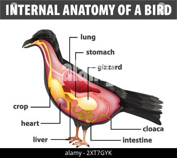 Detaillierte Darstellung der inneren Organe des Vogels Stock Vektor