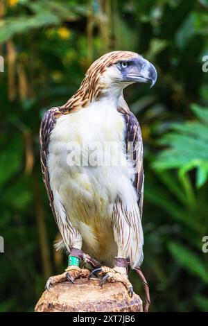 Ein philippinischer Adler bei der Philippine Eagle Foundation in Davao City, Philippinen Stockfoto