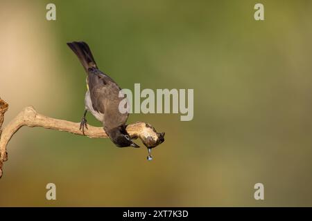 Die Weißbrille Bulbul (Pycnonotus xanthopygos) بلبل أصفر العجز trinkt einen Tropfen Wasser aus einem in Israel fotografierten Zweig Stockfoto