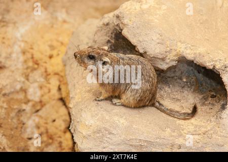 Fettsandratte (Psammomys obesus). فأر الرمل السمين dieses Landnagetier kommt vor allem in Nordafrika und im Nahen Osten vor, von Mauretanien aus Stockfoto
