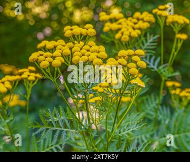 Tansy, Tanacetum vulgare, eine mehrjährige, krautige Blütepflanze der Gattung Tanacetum aus der Aster-Familie, die im gemäßigten Europa und Asien beheimatet ist. Unf Stockfoto