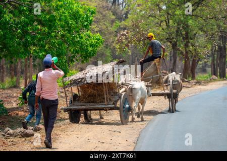 Geladener Ochsenwagen auf dem Weg zum Markt, fotografiert im Mai in Madhya Pradesh, Indien Stockfoto