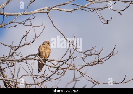 Falco naumanni (weiblicher Falco naumanni), der auf einem Ast thront Stockfoto