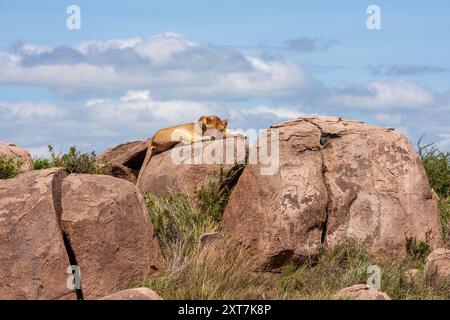 Löwin, die in der Savanne nach Beute sucht Stockfoto