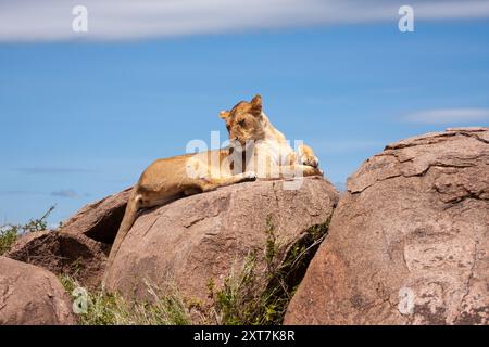 Löwin, die in der Savanne nach Beute sucht Stockfoto