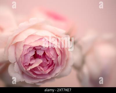 Nahaufnahme der Blume aus rosa Rose (Rosa „der großzügige Gärtner“) Stockfoto