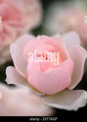 Nahaufnahme einer einzigen Blume von Rosa „Joie de Vivre“ Stockfoto