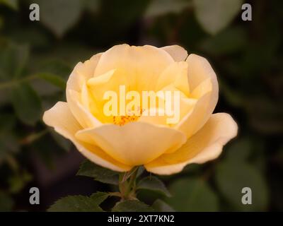 Nahaufnahme der einzelnen Blume von Rosa „Gardeners“ Gold Stockfoto