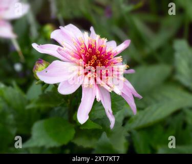 Nahaufnahme der einzelnen Blume von Dahlia 'Dalina Maxi Starburst' Stockfoto