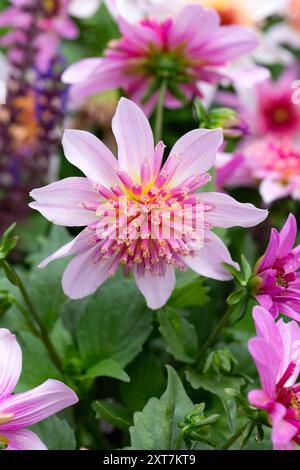 Nahaufnahme der einzelnen Blume von Dahlia 'Dalina Maxi Starburst' Stockfoto