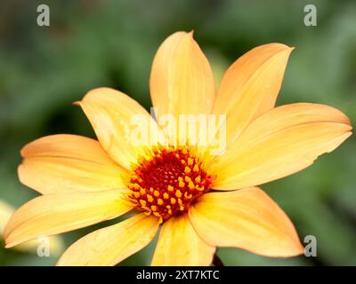 Nahaufnahme der einzelnen Blume von Dahlia „Bischof von York“ Stockfoto