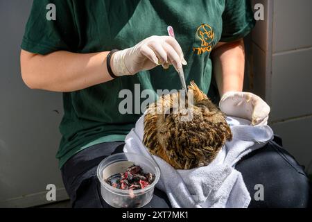 Pflegekräfte füttern einen verwaisten jungen eurasischen Uhu Bubo bubo بوهة أوراسية, fotografiert im israelischen Wildlife Hospital, Ramat Gan, Stockfoto