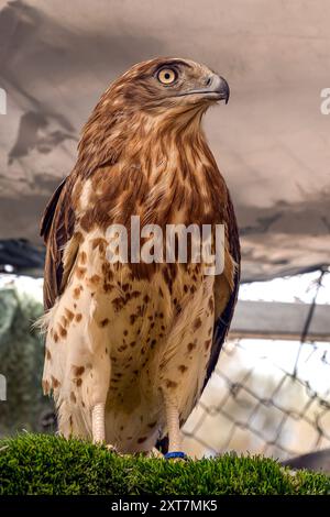 Nahaufnahme eines Kurzzehenadlers (Circaetus gallicus) عقاب صرارة Stockfoto