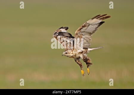 Buteo hemilasius (Buteo hemilasius) ist eine Raubvogelart aus der Familie der Accipitridae. Fotografiert in der Mongolei im Juli Stockfoto