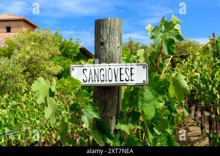 Sangiovese Rotweintraubensorte im Freien Schild auf Holzpfosten im Sommer Weinberg. Nahaufnahme Stockfoto
