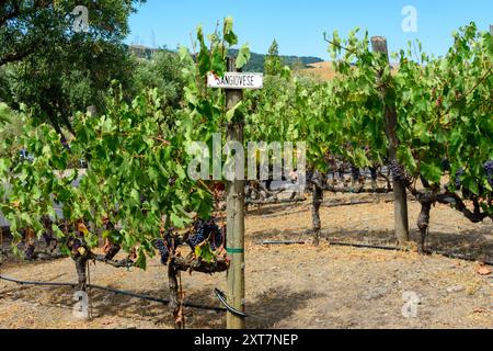 Reihen von Sangiovese-Weinreben mit üppigem grünem Laub und prallen, dunklen Trauben. Ein Weinberg-Schild kennzeichnet die Sorte Stockfoto