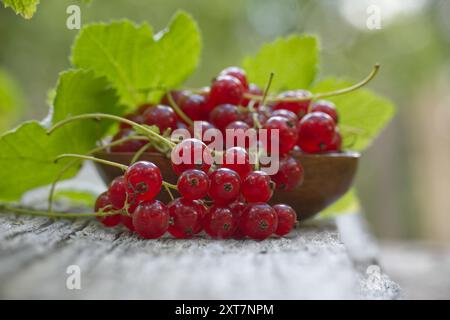 Frische rote Johannisbeeren in einer Holzschale auf einer rustikalen Holzoberfläche mit natürlichem grünem Hintergrund, die an Natur und Frische erinnert. Stockfoto