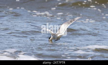 Sterna hirundo Tauchen, Schnabel im Wasser Stockfoto