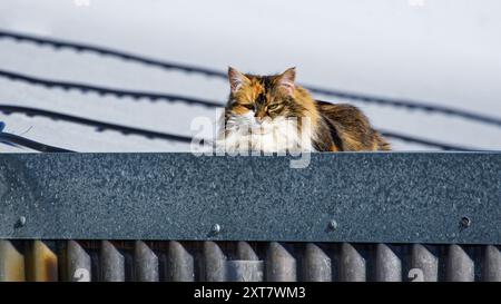 Katze auf einem heißen Blechdach. Eine flauschige Katzenfront, die auf einem schönen heißen Dach döstet. Stockfoto