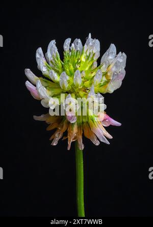 Eine Nahaufnahme zeigt eine einzelne, zarte Blume mit tau bedeckten Blütenblättern vor dunklem Hintergrund Stockfoto