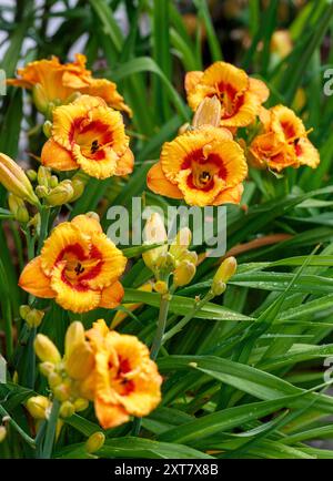 'Tigerling' Daylily, Daglilja (Hemerocallis) Stockfoto