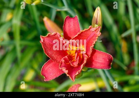 "Forsyth Doppel Datum "Daylily, Daglilja (Hemerocallis) Stockfoto