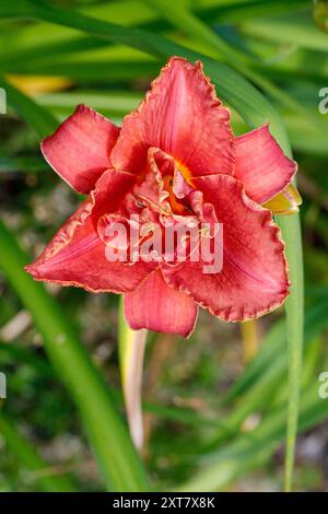 "Forsyth Doppel Datum "Daylily, Daglilja (Hemerocallis) Stockfoto