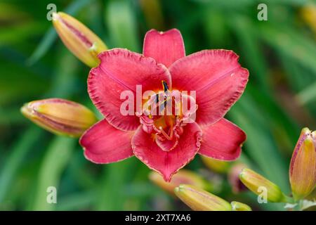 "Forsyth Doppel Datum "Daylily, Daglilja (Hemerocallis) Stockfoto