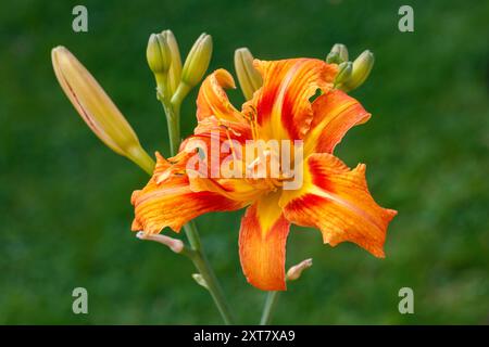 „Kwanso variegata“ Orange Taglilie, Brunröd daglilja (Hemerocallis fulva) Stockfoto