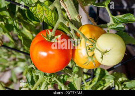 „Promyk“-Tomate, Tomate (Solanum lycopersicum) Stockfoto