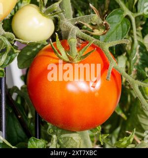 „Promyk“-Tomate, Tomate (Solanum lycopersicum) Stockfoto