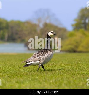 Barnacle Gänse, Norfolk, April 2024 Stockfoto