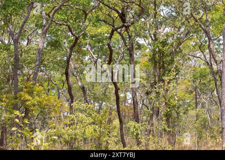 Charakteristischer Blick auf einen hohen Miombo-Wald mit Brachystegia-Bäumen Stockfoto