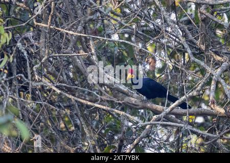 Ross Turaco (Musophaga rossae) oder Lady Ross' Turaco in einem Flusswald Stockfoto