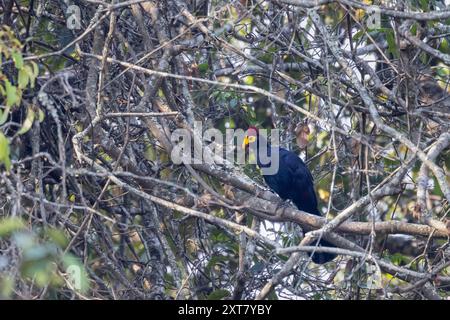 Ross Turaco (Musophaga rossae) oder Lady Ross' Turaco in einem Flusswald Stockfoto