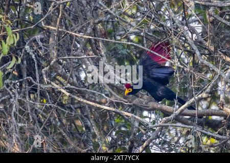 Ross Turaco (Musophaga rossae) oder Lady Ross' Turaco in einem Flusswald Stockfoto