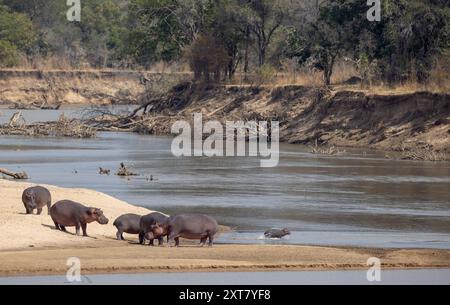 Nilpferdekapsel auf einer Sandbank des Luangwa River im North Lugangwa National Park Stockfoto