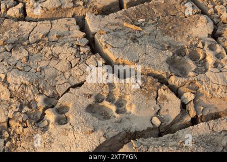 Löwenspuren (Panthera leo) im getrockneten Schlamm am Ufer des Luangwa River Stockfoto