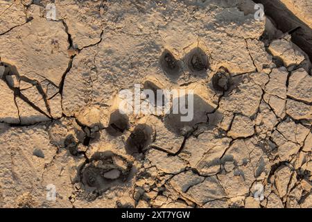 Löwenspuren (Panthera leo) im getrockneten Schlamm am Ufer des Luangwa River Stockfoto